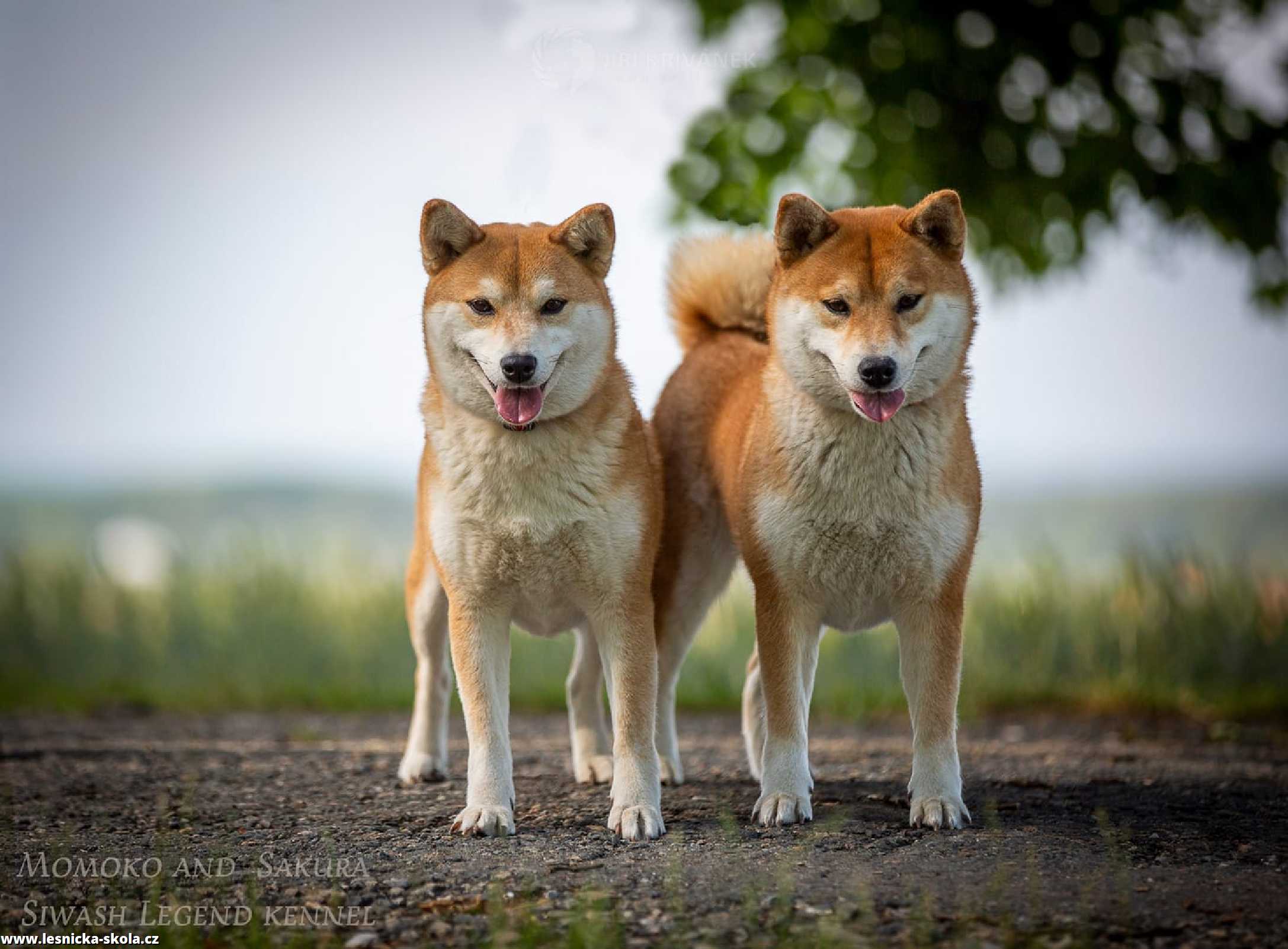 Shiba inu - Foto Jiří Křivánek 0722