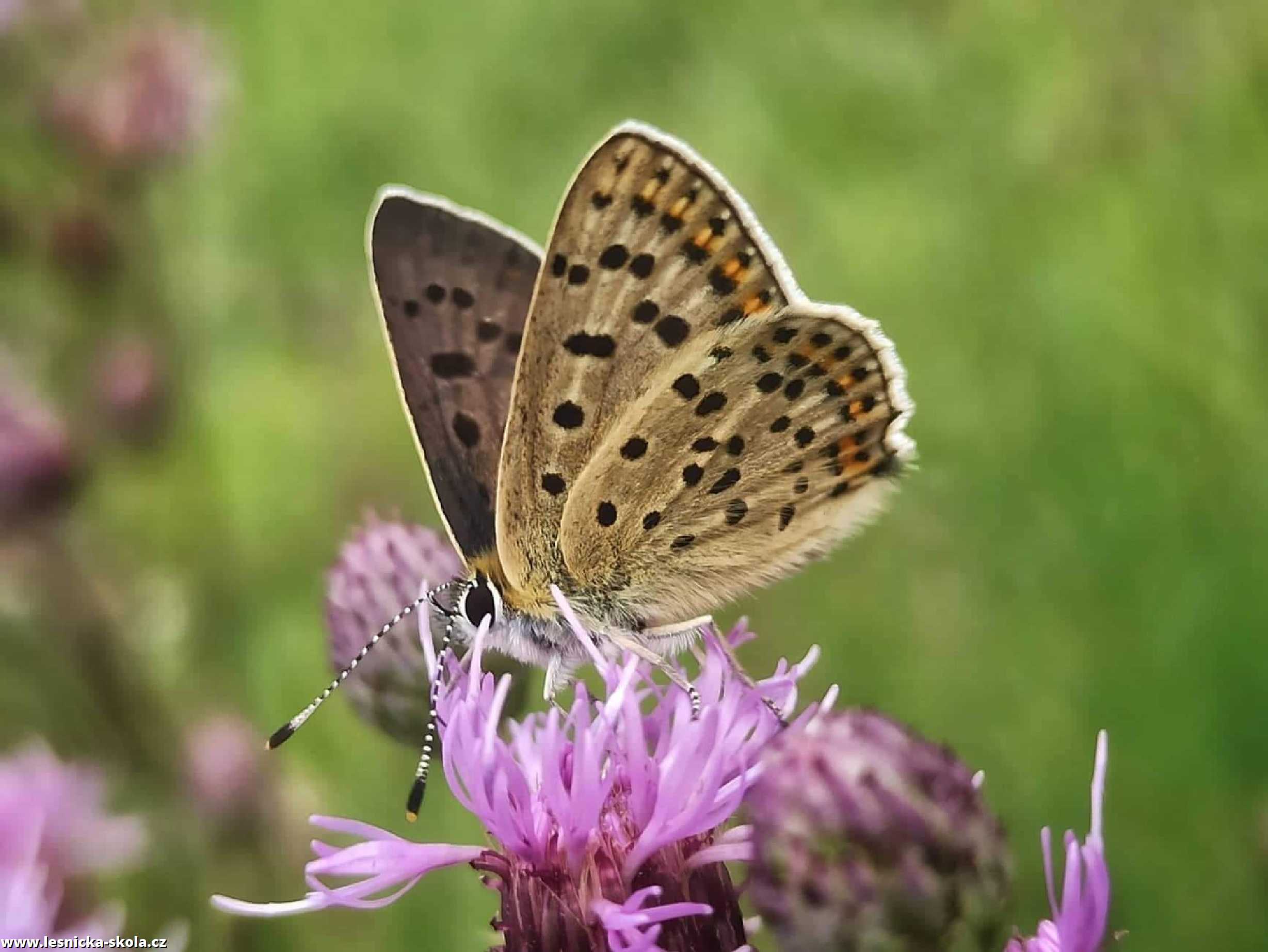 Krása hmyzího světa - Foto Adriana Simandlová 0922 (1)