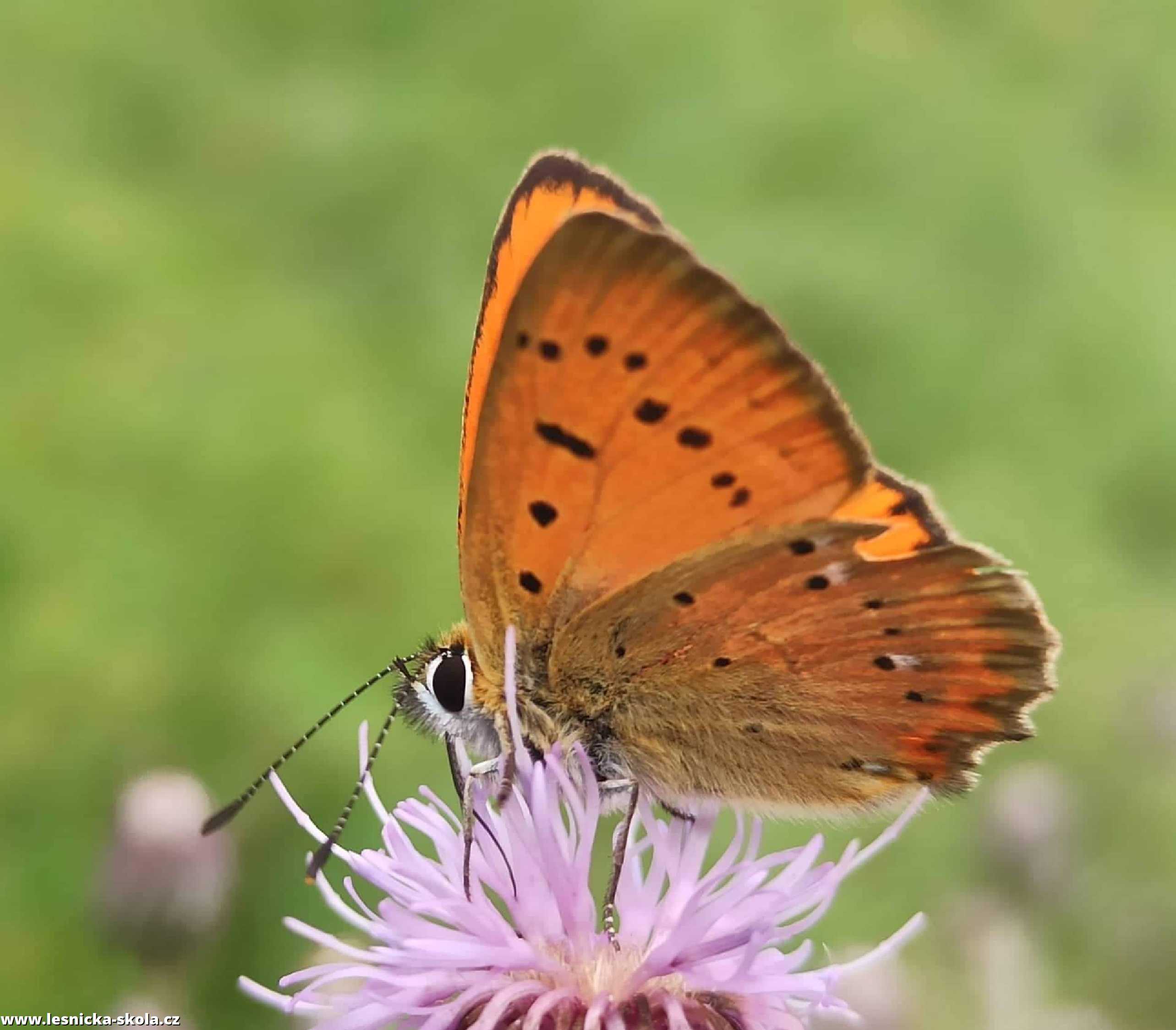 Krása hmyzího světa - Foto Adriana Simandlová 0922 (3)