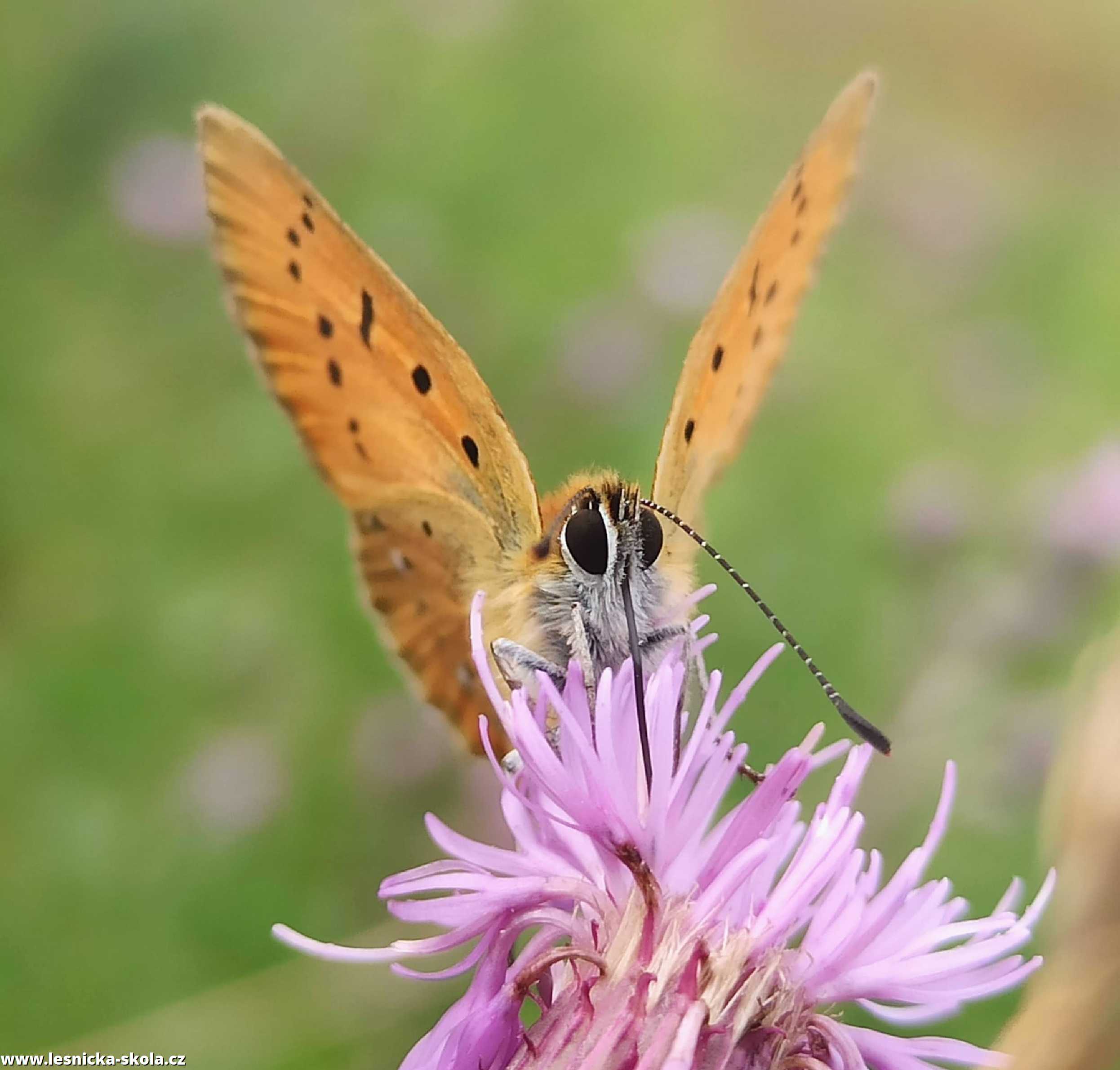 Krása hmyzího světa - Foto Adriana Simandlová 0922 (4)