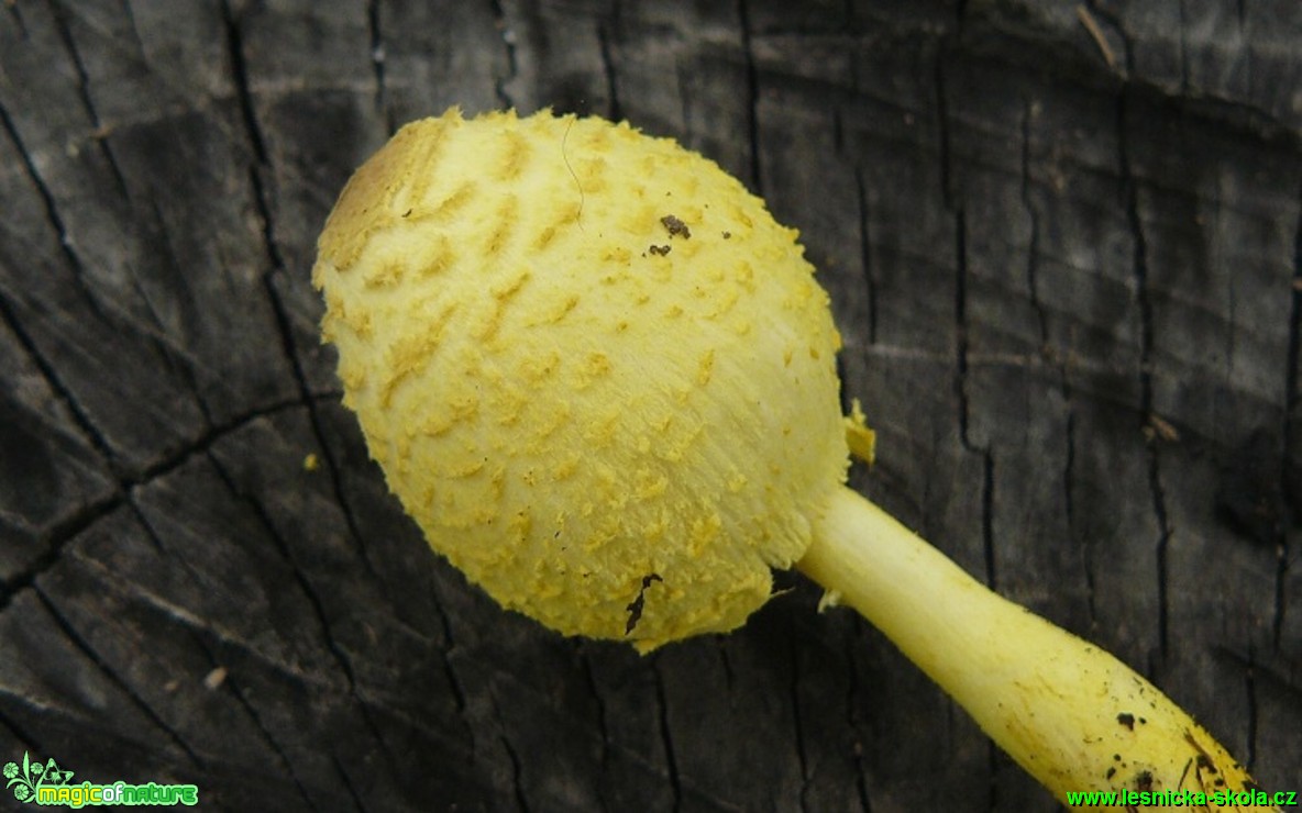 Bedla cibulkotřenná - Leucocoprinus birnbaumii - Foto Pavel Stančík