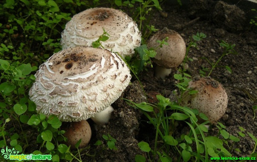 Bedla zahradní (česká) - Macrolepiota rhacodes var. bohemica - Foto Pavel Stančík