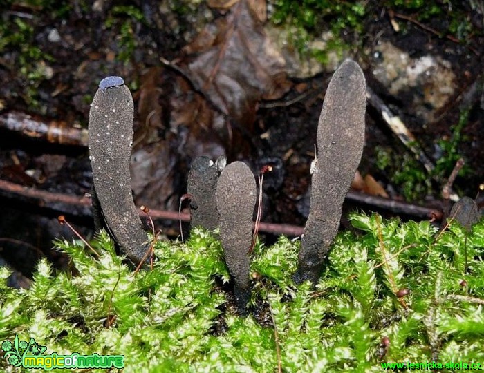 Dřevnatka dlouhonohá - Xylaria longipes - Foto Pavel Stančík