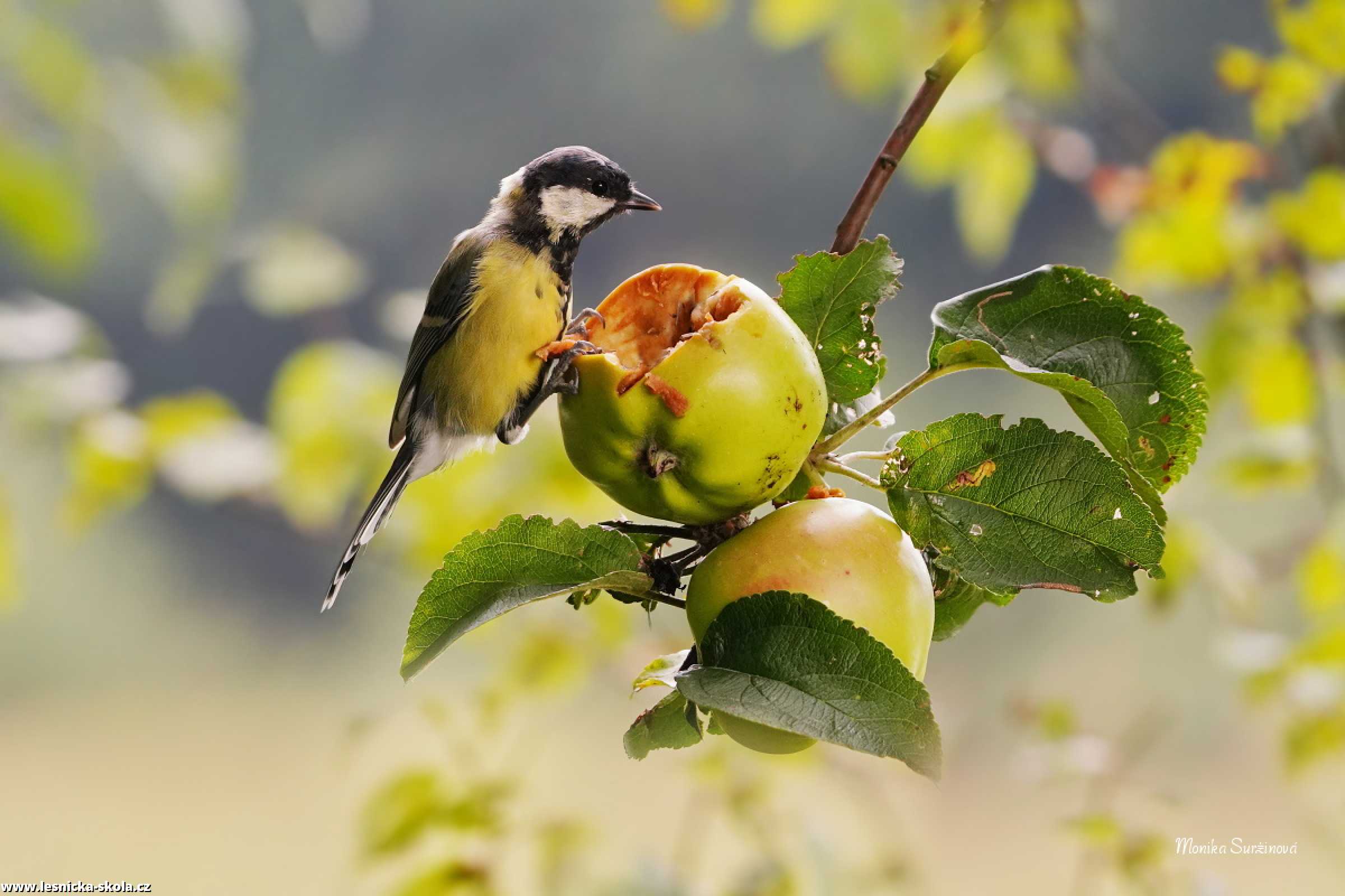 Sýkora koňadra - Parus major - Monika Suržinová 1022 (1)