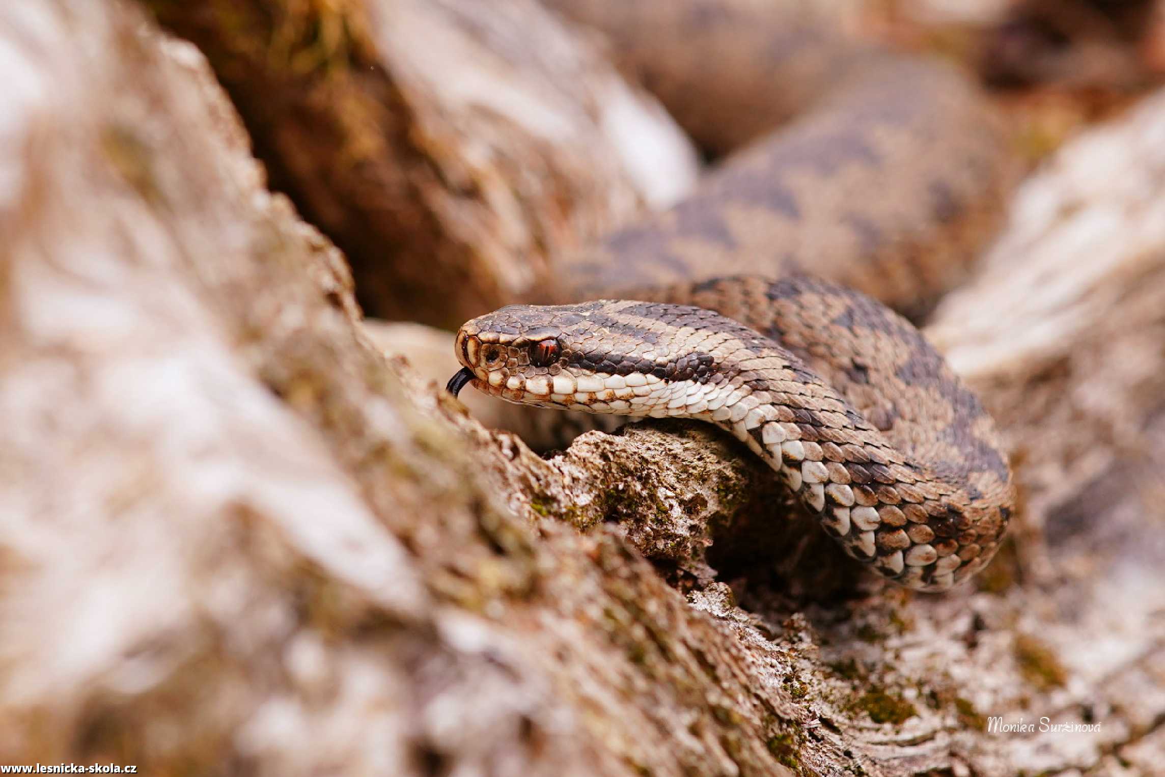 Zmije obecná - Vipera berus - Monika Suržinová 1022 (1)