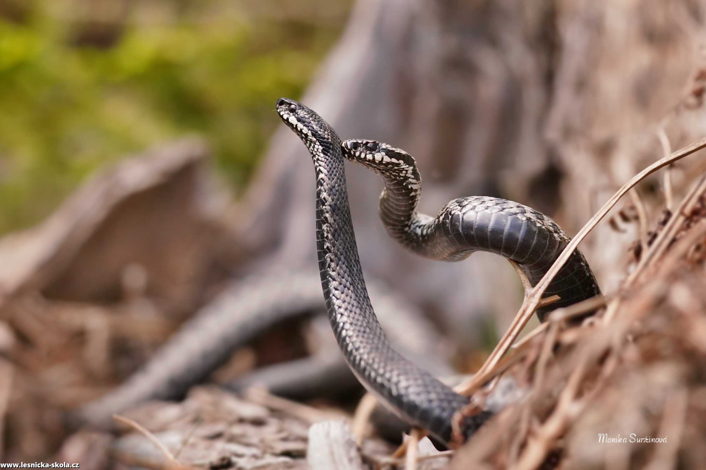 Zmije obecná - Vipera berus - Monika Suržinová 1022 (2)