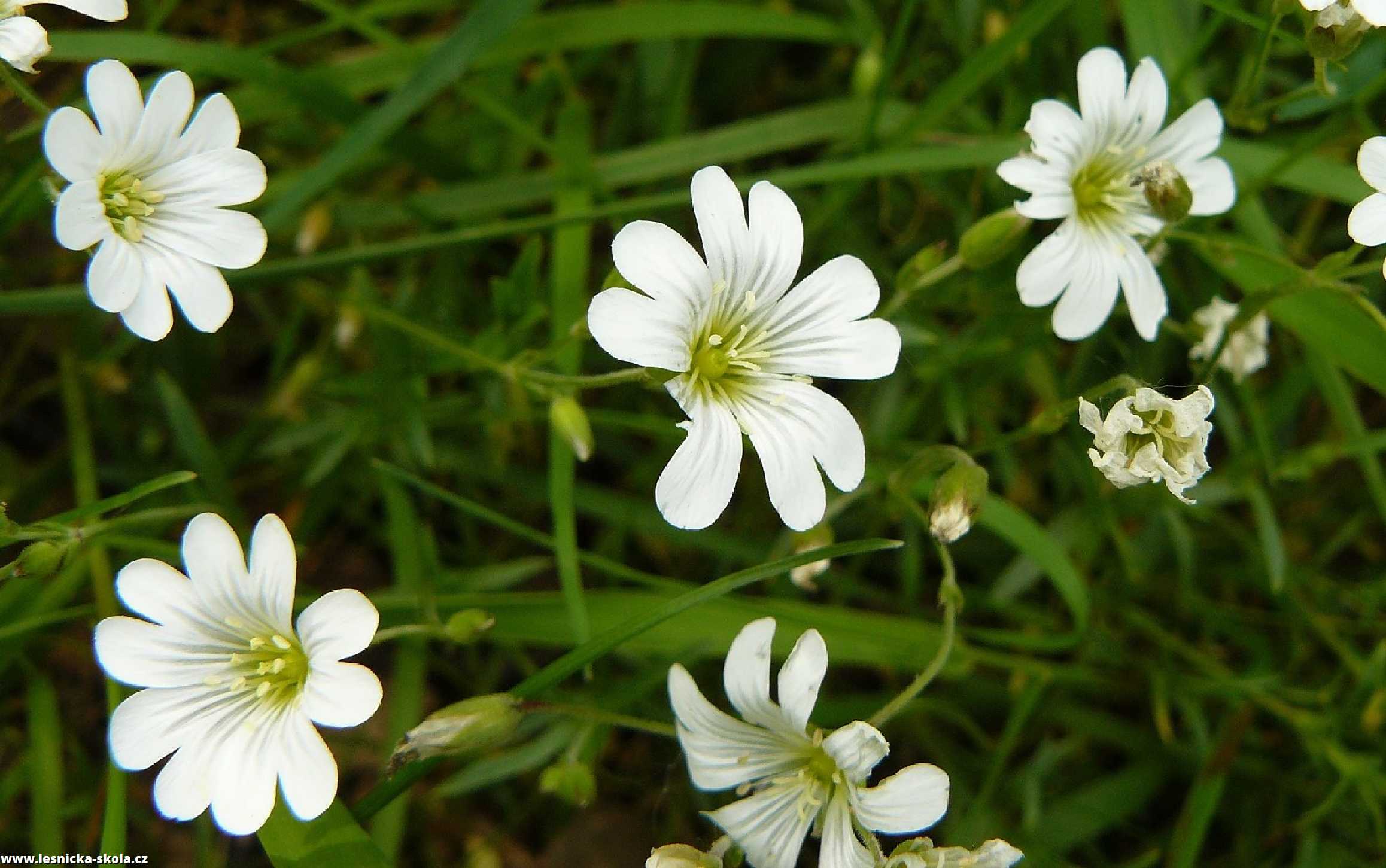 Ptačinec velkokvětý - Stellaria holostea - Foto Pavel Stančík 1022