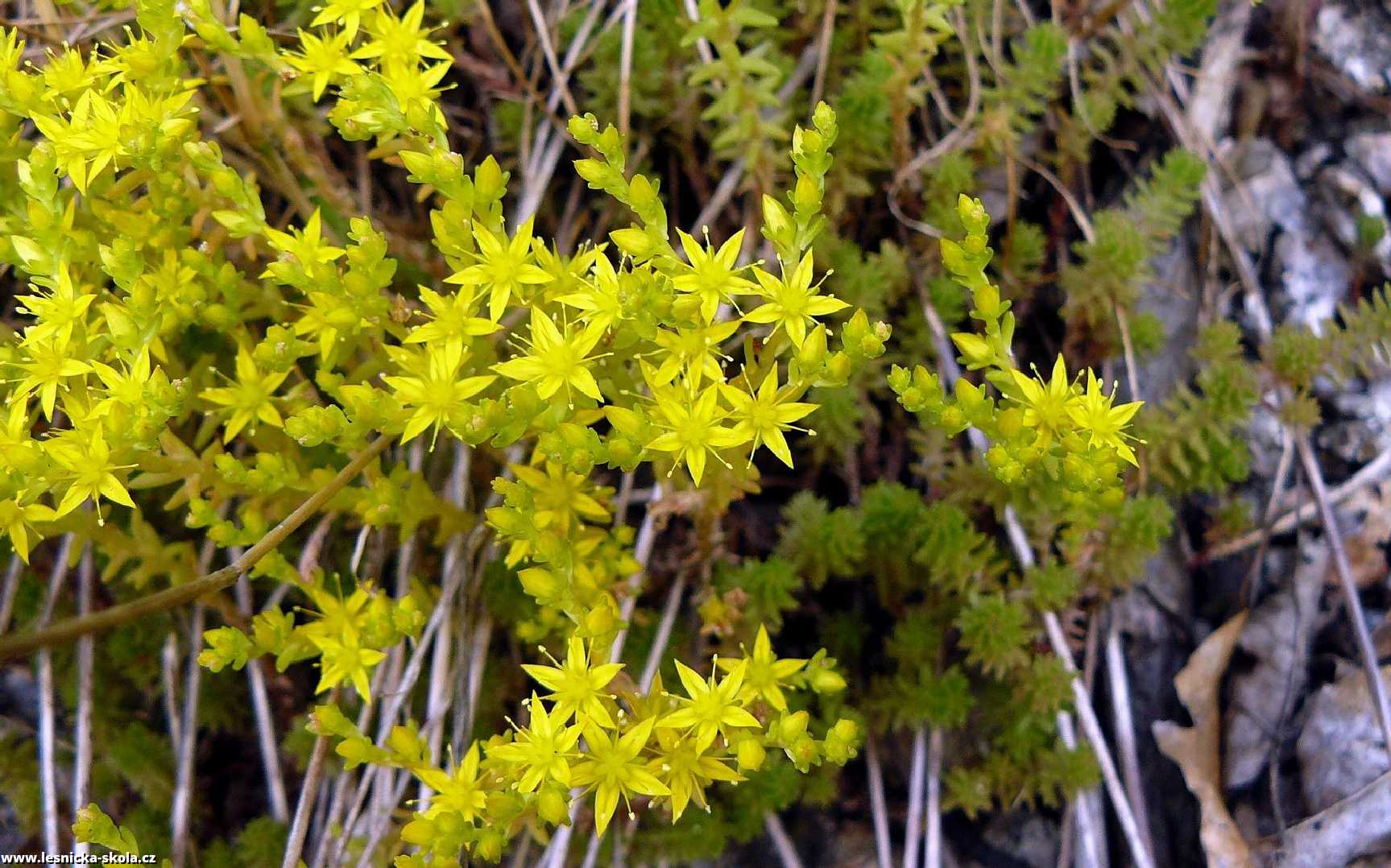 Rozchodník ostrý - Sedum acre - Foto Pavel Stančík 1022