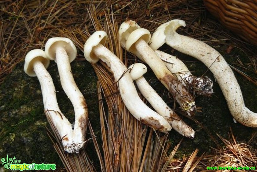 Klouzek bílý - Suillus placidus - Foto Pavel Stančík