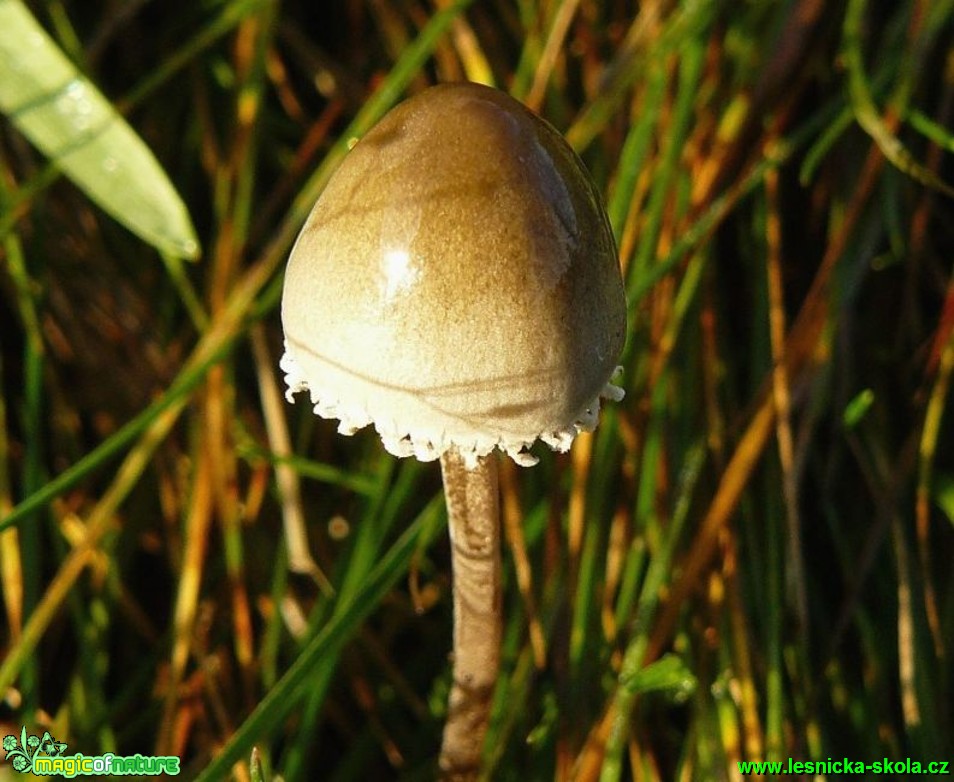 Kropenatec motýlovitý - Panaeolus papilionaceus - Foto Pavel Stančík