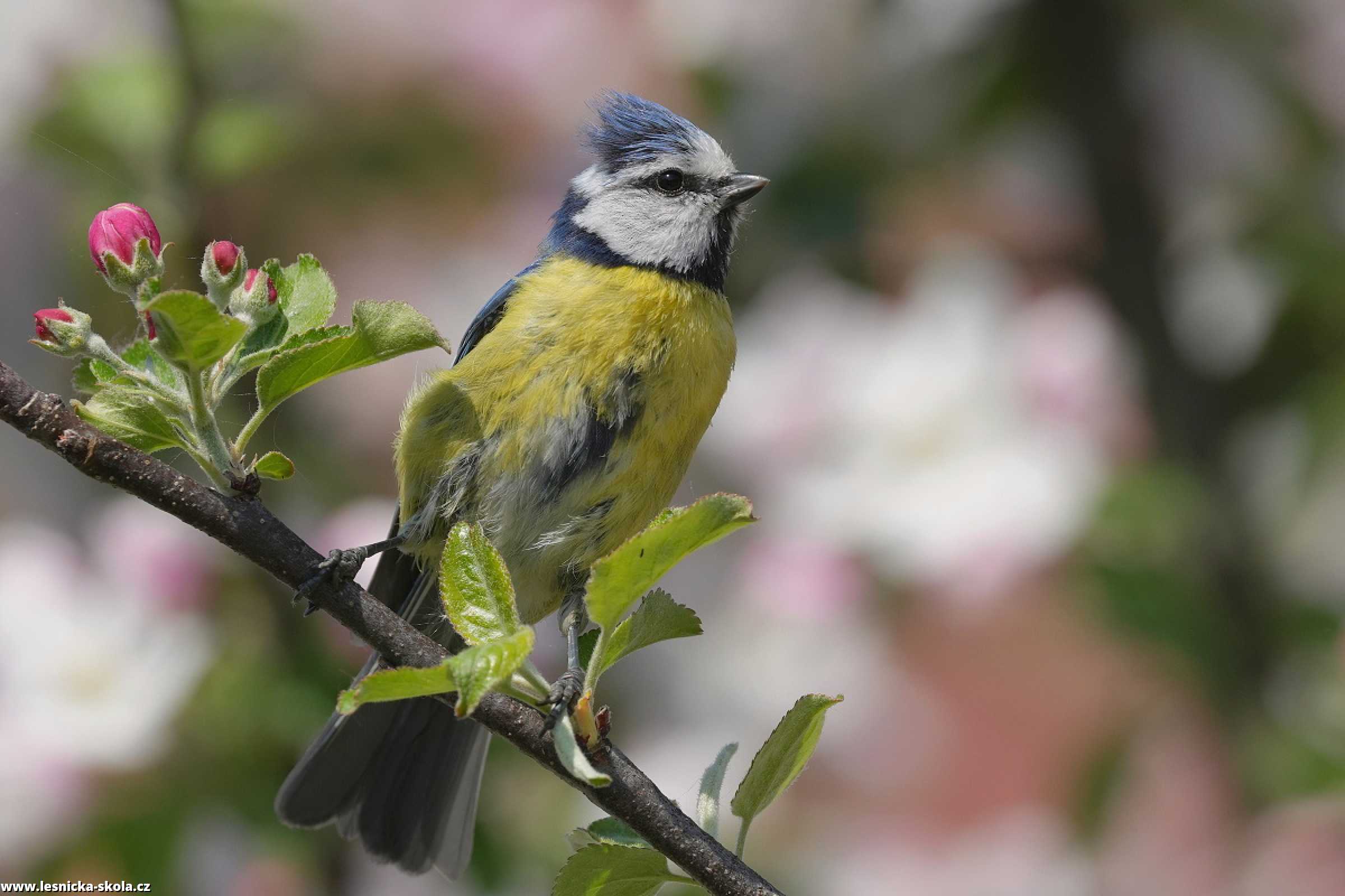 Sýkora modřinka - Parus caeruleus - Foto Irena Wenischová 1022