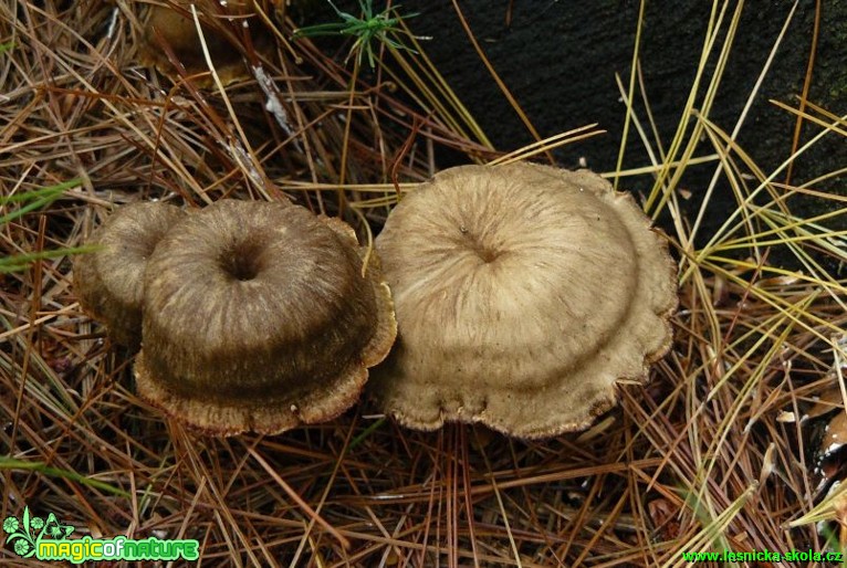 Liška nálevkovitá - Cantharellus tubaeformis - Foto Pavel Stančík