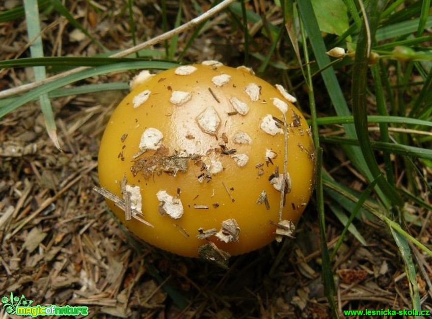 Muchomůrka slámožlutá - Amanita gemmata - Foto Pavel Stančík