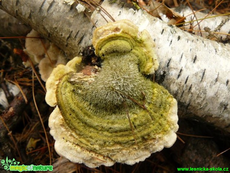 Outkovka chlupatá - Trametes hirsuta -  Foto Pavel Stančík