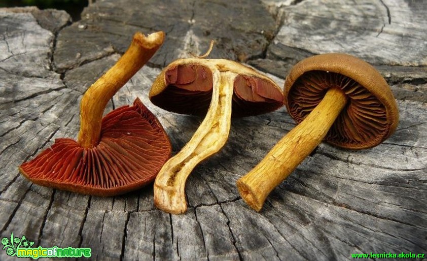 Pavučinec polokrvavý - Cortinarius semisanguineus - Foto Pavel Stančík