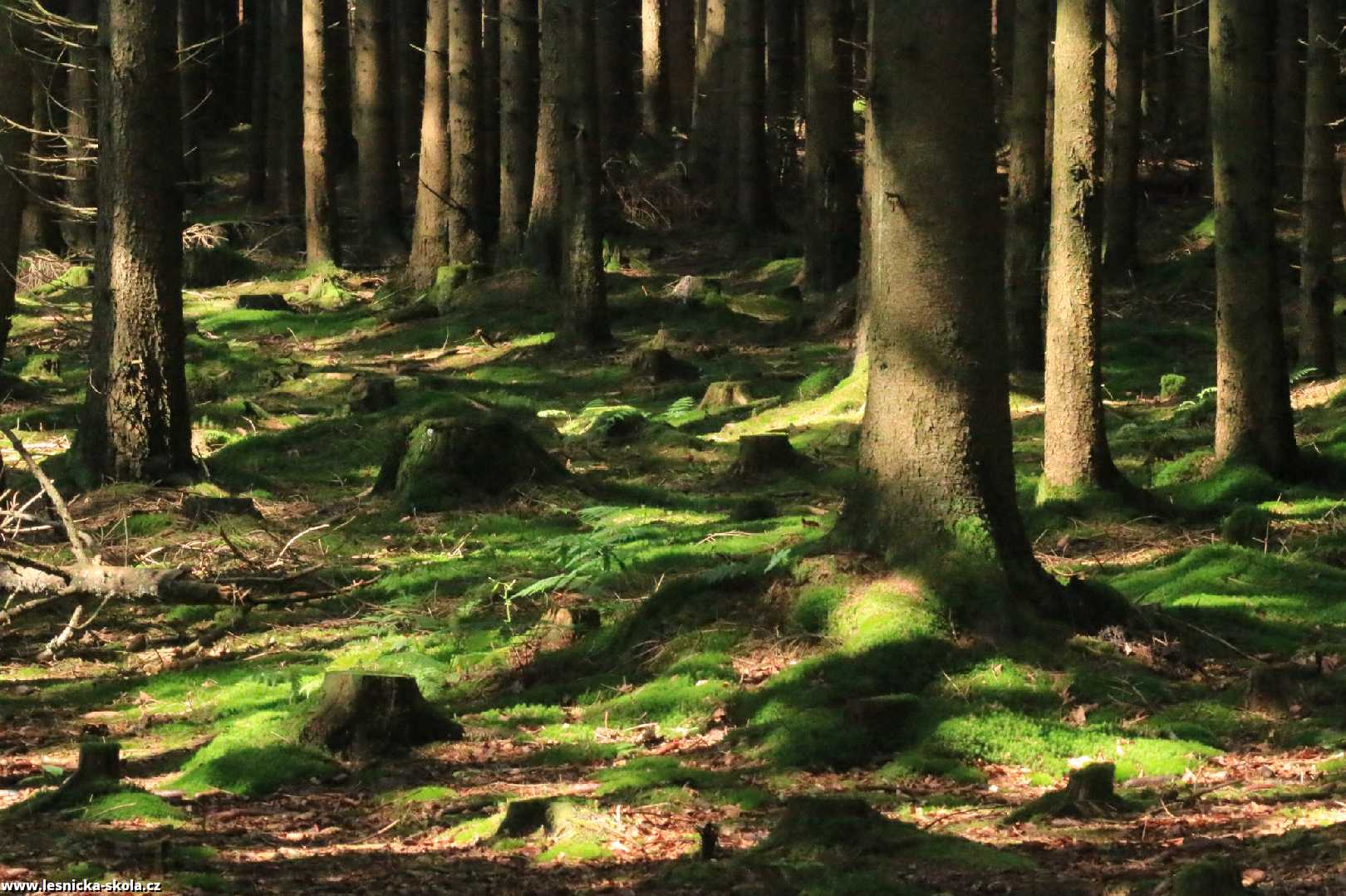 Hra světla a stínů - Foto Ladislav Jonák 0822