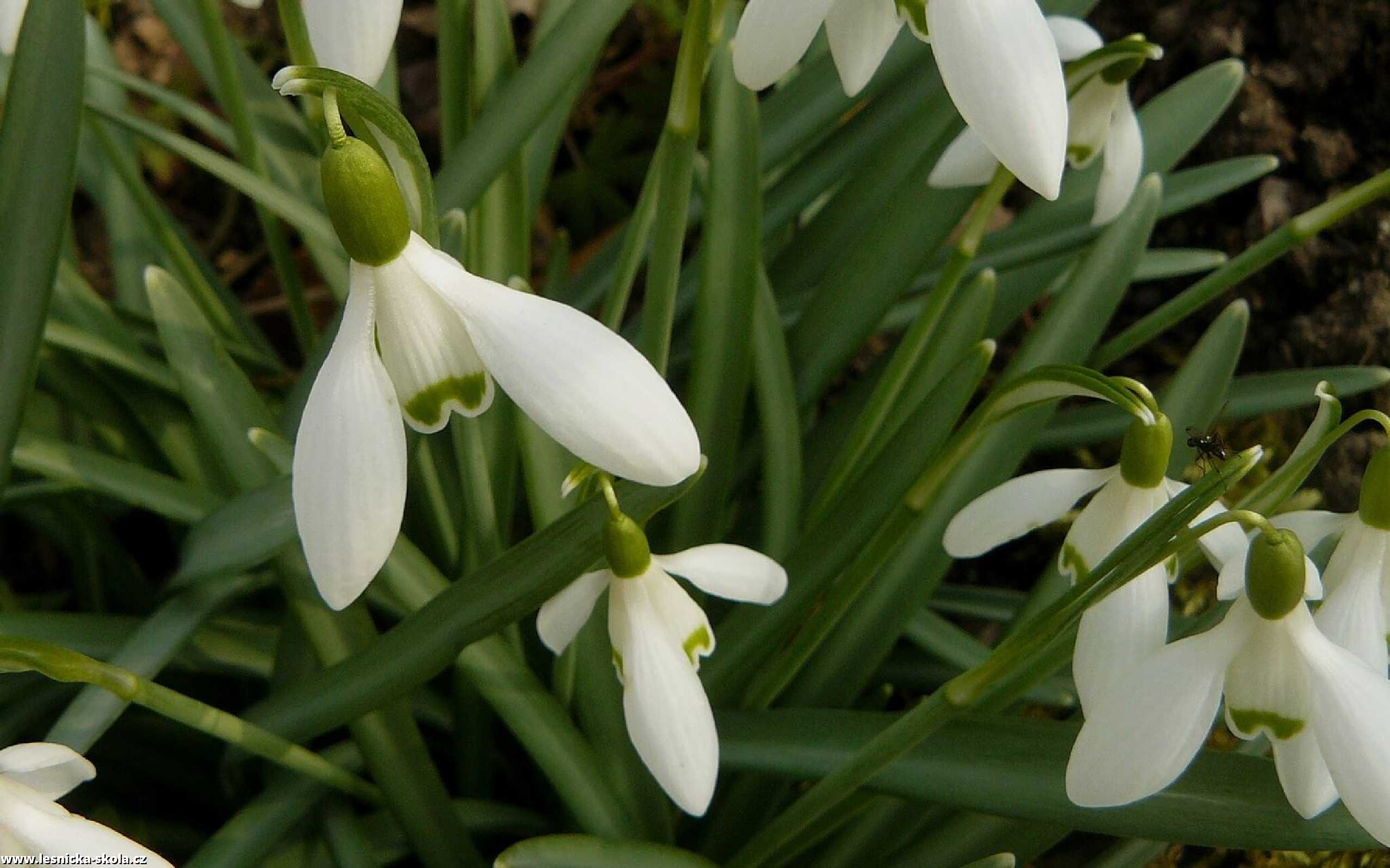 Sněženka podsněžník - Galanthus nivalis - Foto Pavel Stančík 1022