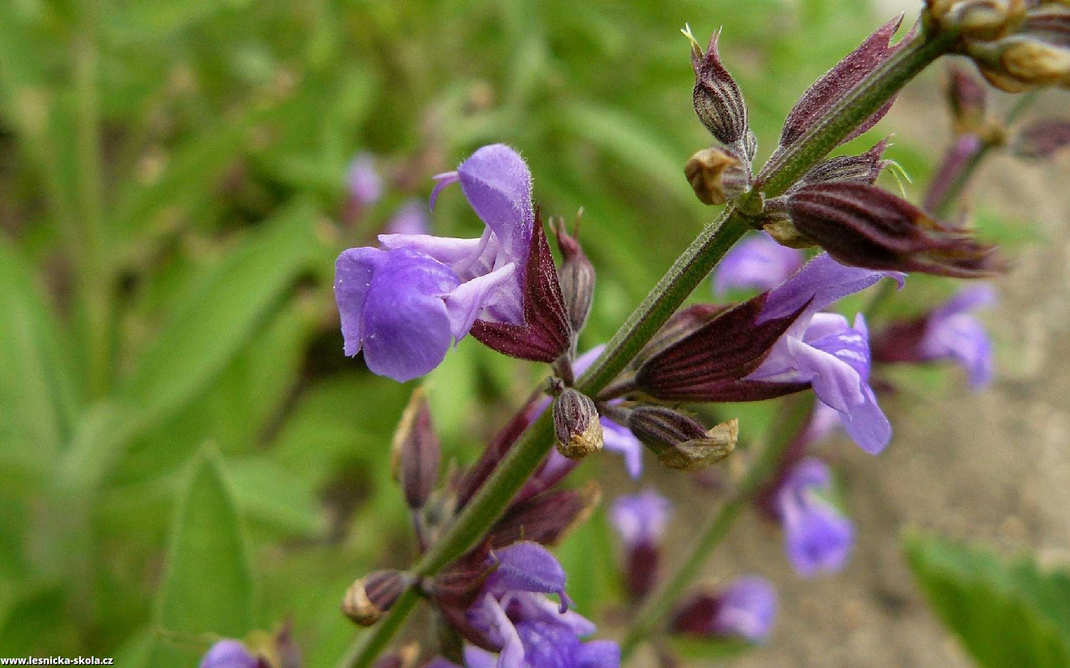 Šalvěj lékařská - Salvia officinalis - Foto Pavel Stančík 1022