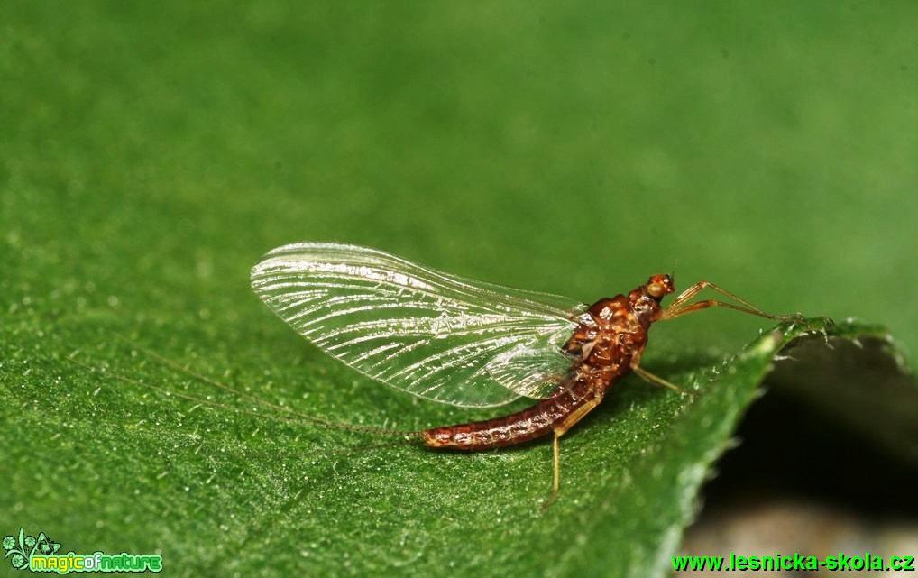 Jepice - Ephemerella ignita 8mm - Foto G. Ritschel