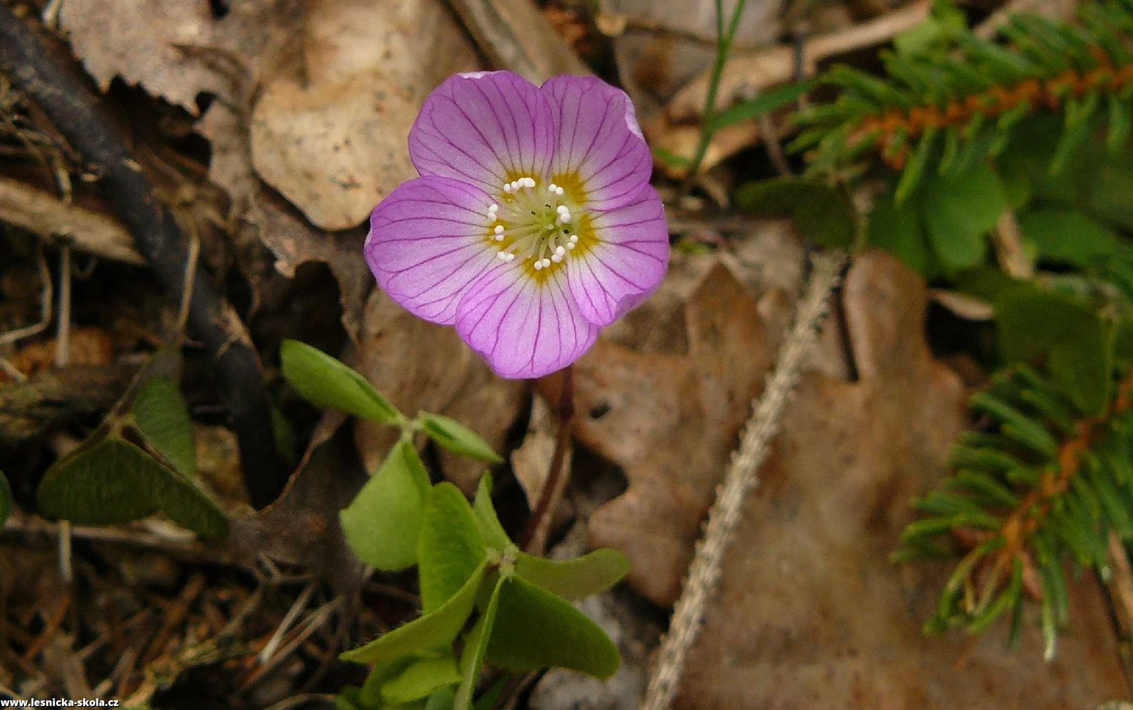 Šťavel kyselý - Oxalis acetosella - Foto Pavel Stančík 1022