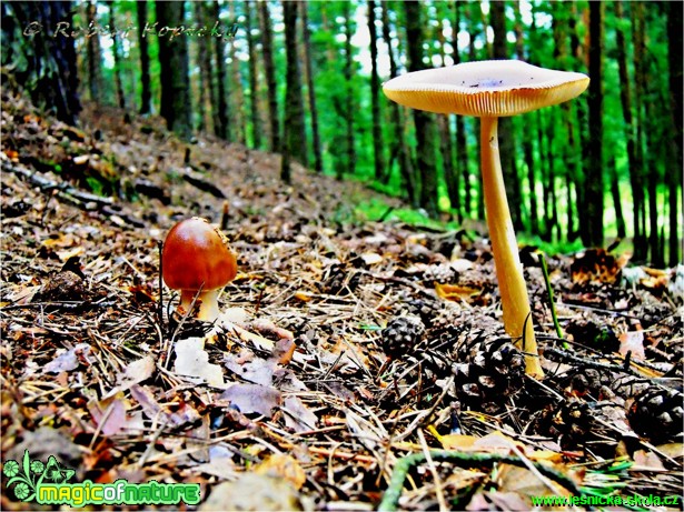 Muchomůrka plavá - Amanita fulva - Foto Robert Kopecký