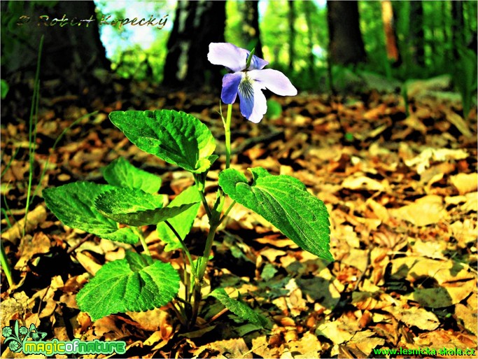 Violka psí - Viola canina - Foto Robert Kopecký