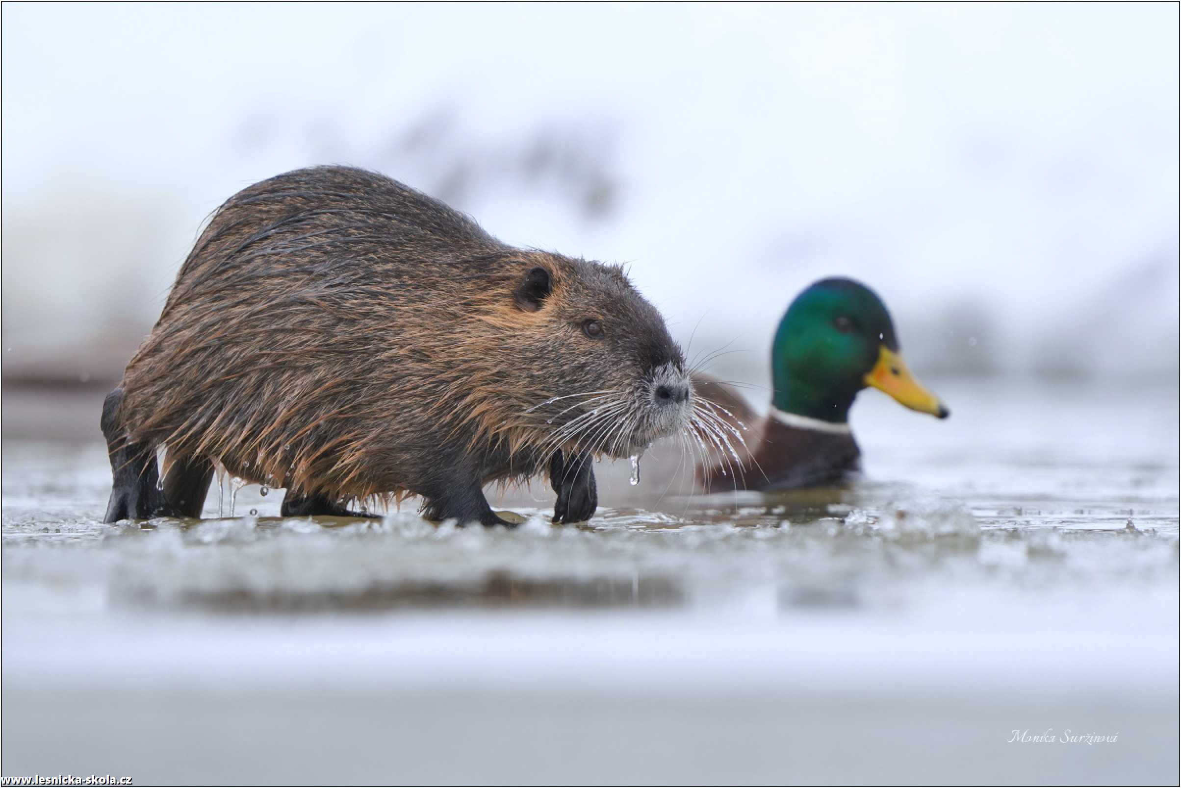 Nutrie říční - Myocastor coypus - Foto Monika Suržinová 1122 (3)