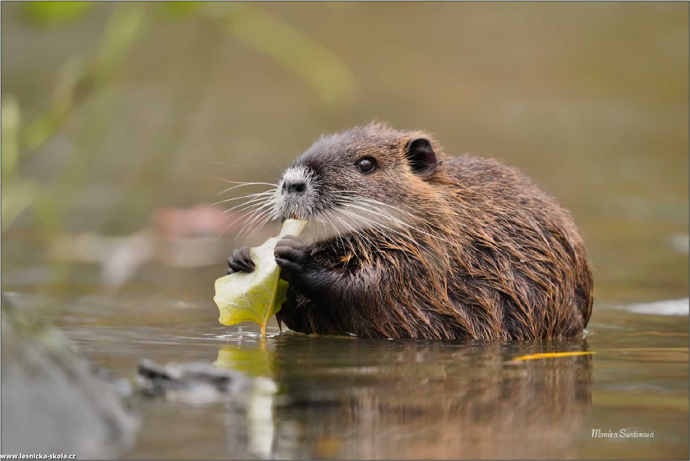 Nutrie říční - Myocastor coypus - Foto Monika Suržinová 1122 (5)