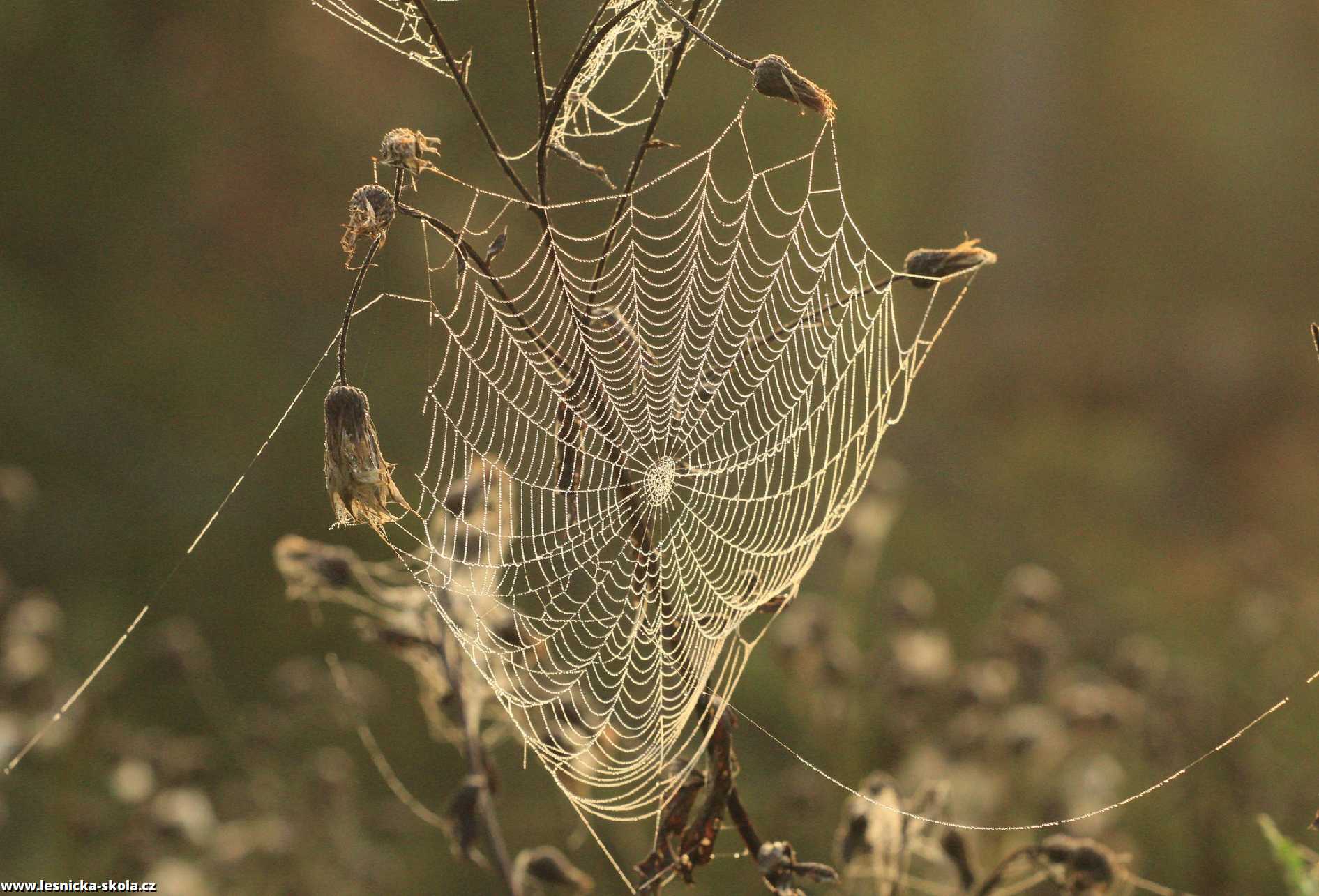 Pavučiny - Foto Ladislav Jonák 1022 (4)