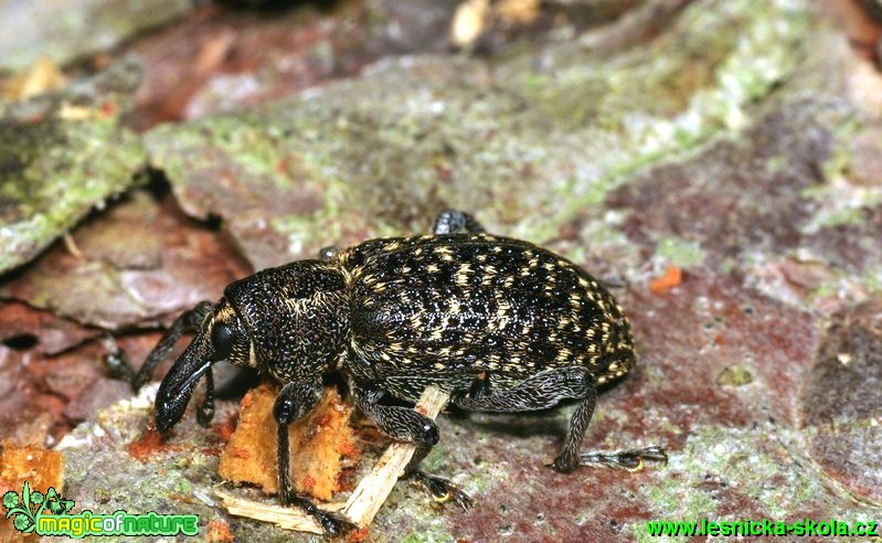 Klikoroh modřínový - Hylobius piceus - Foto G. Ritschel