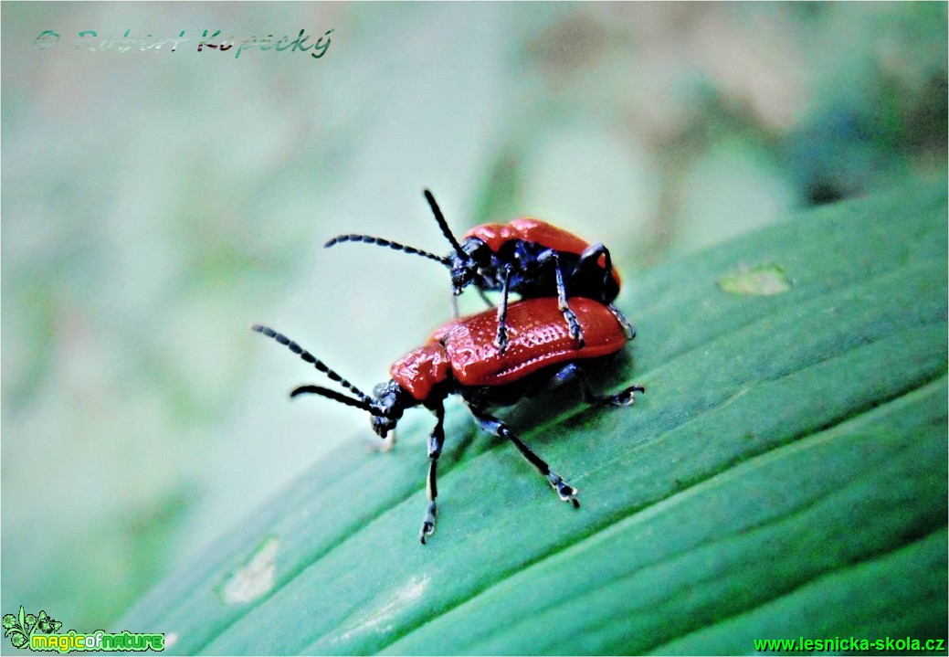 Chřestovníček liliový - Lilioceris lilii - Foto Robert Kopecký