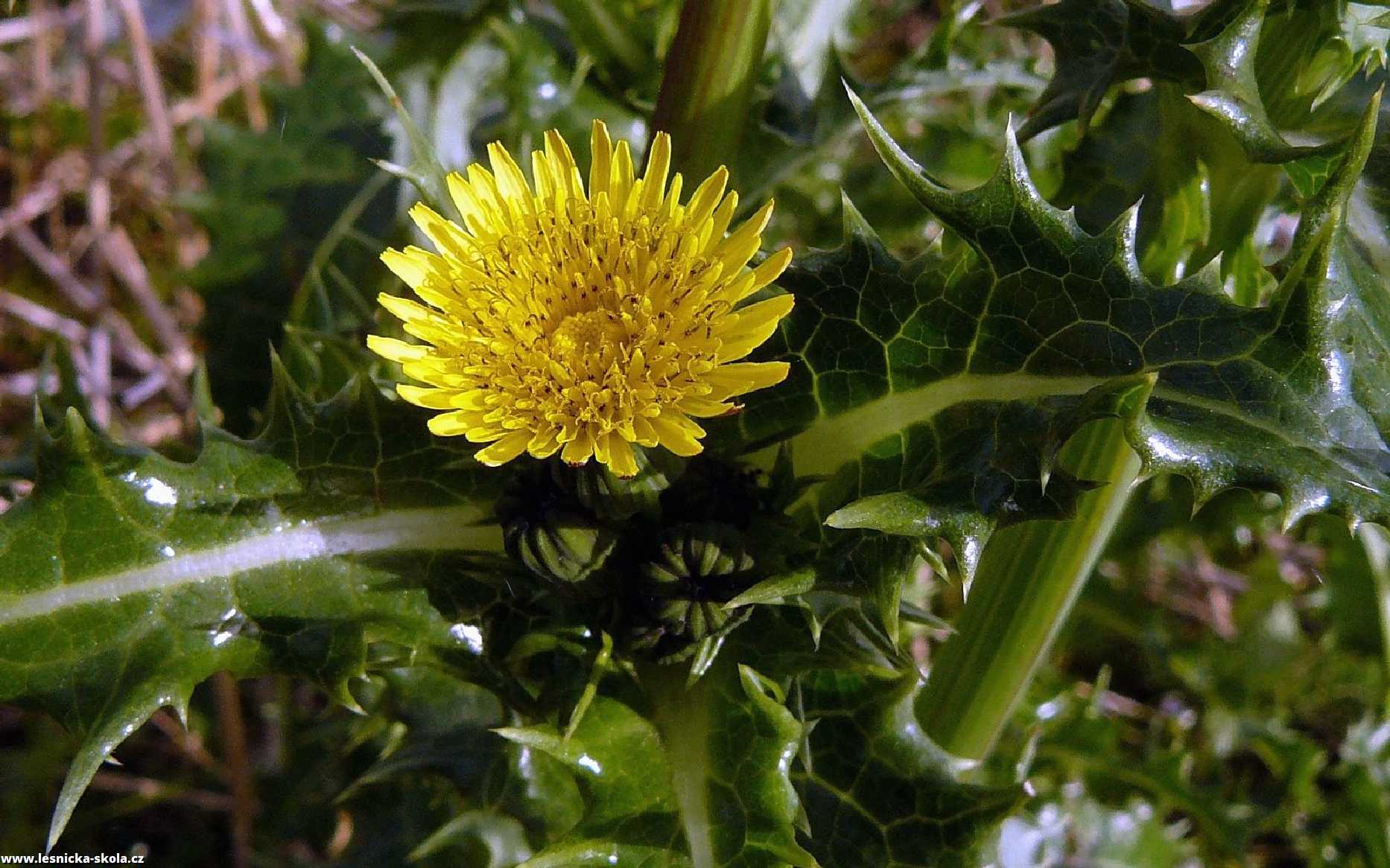 Mléč drsný - Sonchus asper - Foto Pavel Stančík 1222