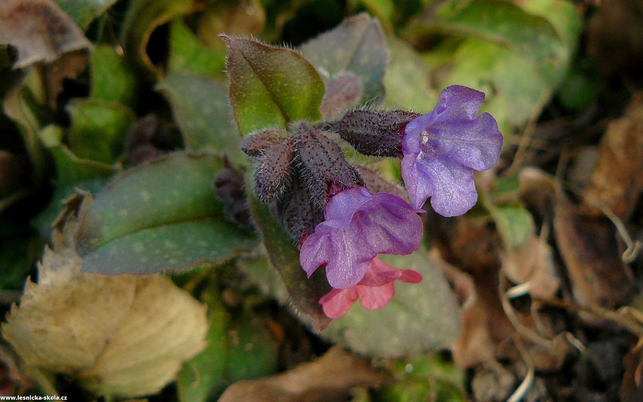 Plicník lékařský - Pulmonaria officinalis - Foto Pavel Stančík 1222