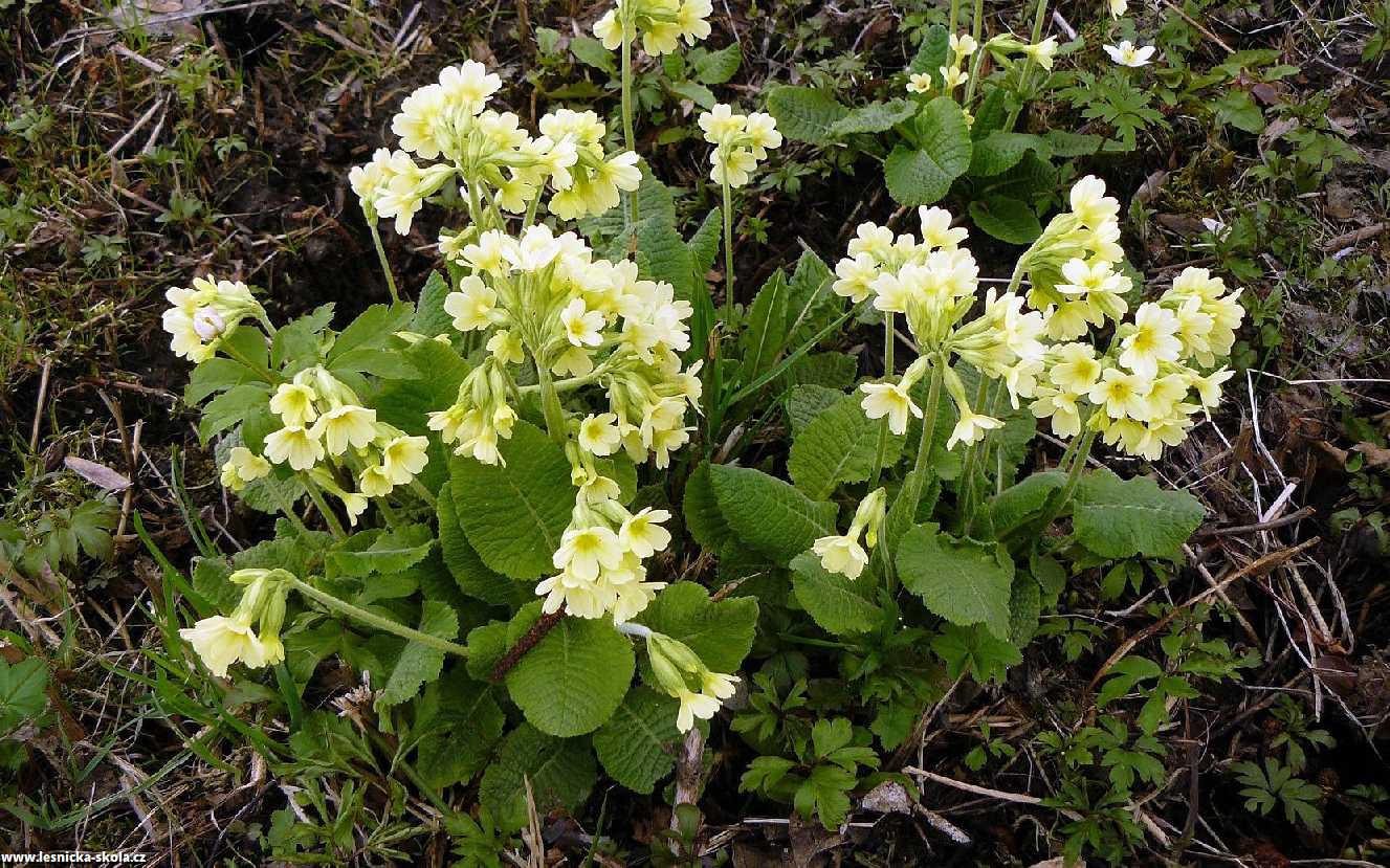 Prvosenka vyšší - Primula elatior - Foto Pavel Stančík 1222