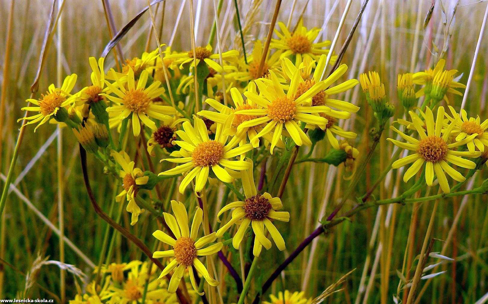 Starček přímětník - Senecio jacobaea - Foto Pavel Stančík 1222