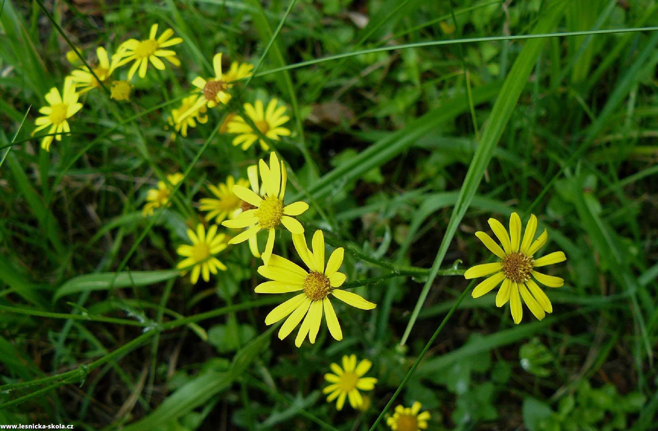 Starček vodní - Senecio aquaticus - Foto Pavel Stančík 1222