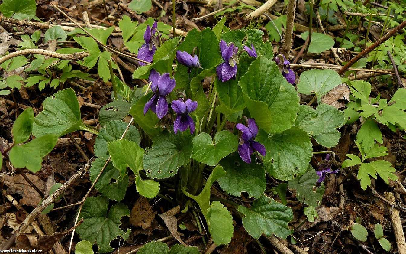 Violka vonná - Viola odorata - Foto Pavel Stančík 1222