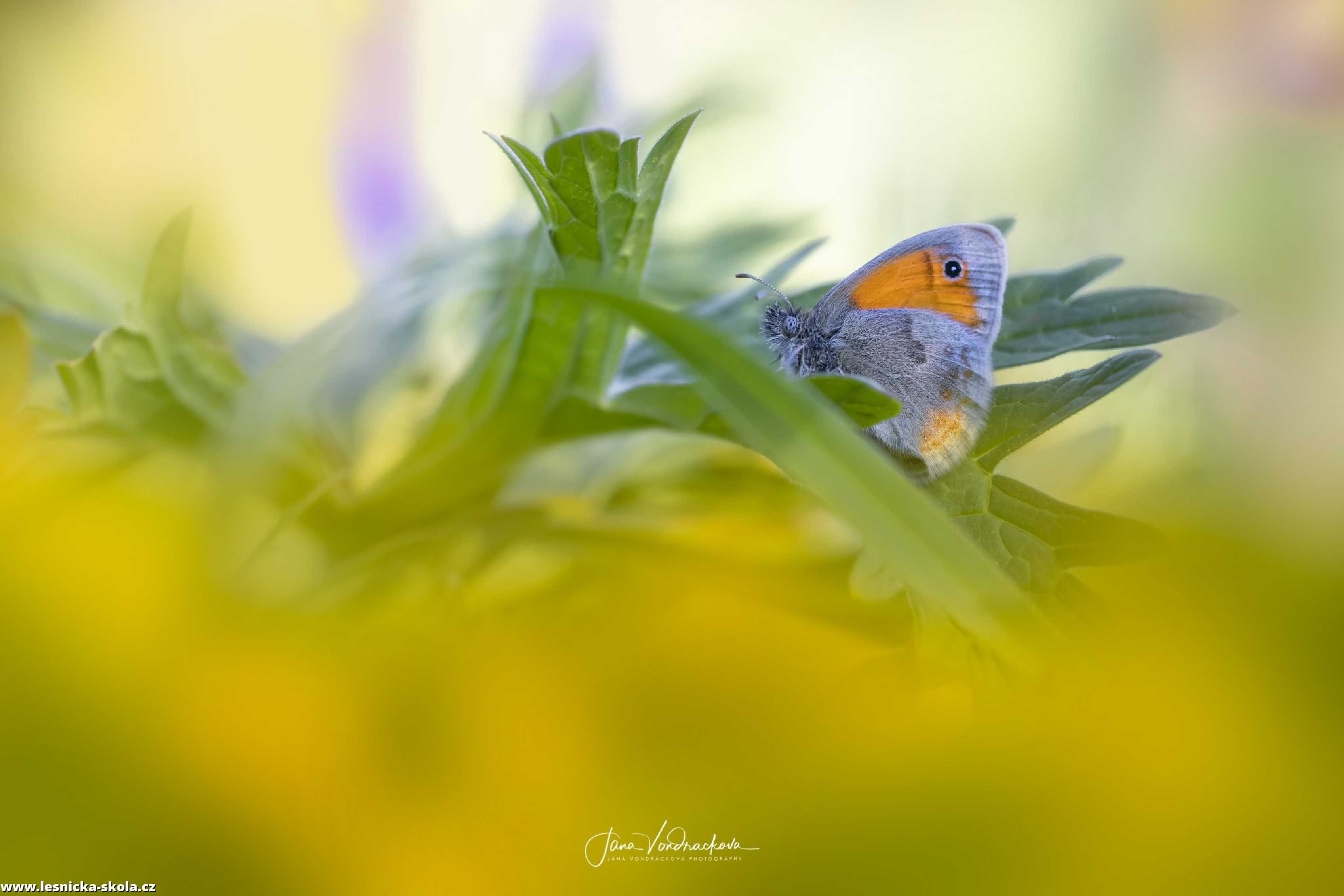 Krása motýlů - Foto Jana Vondráčková 0722 (2)