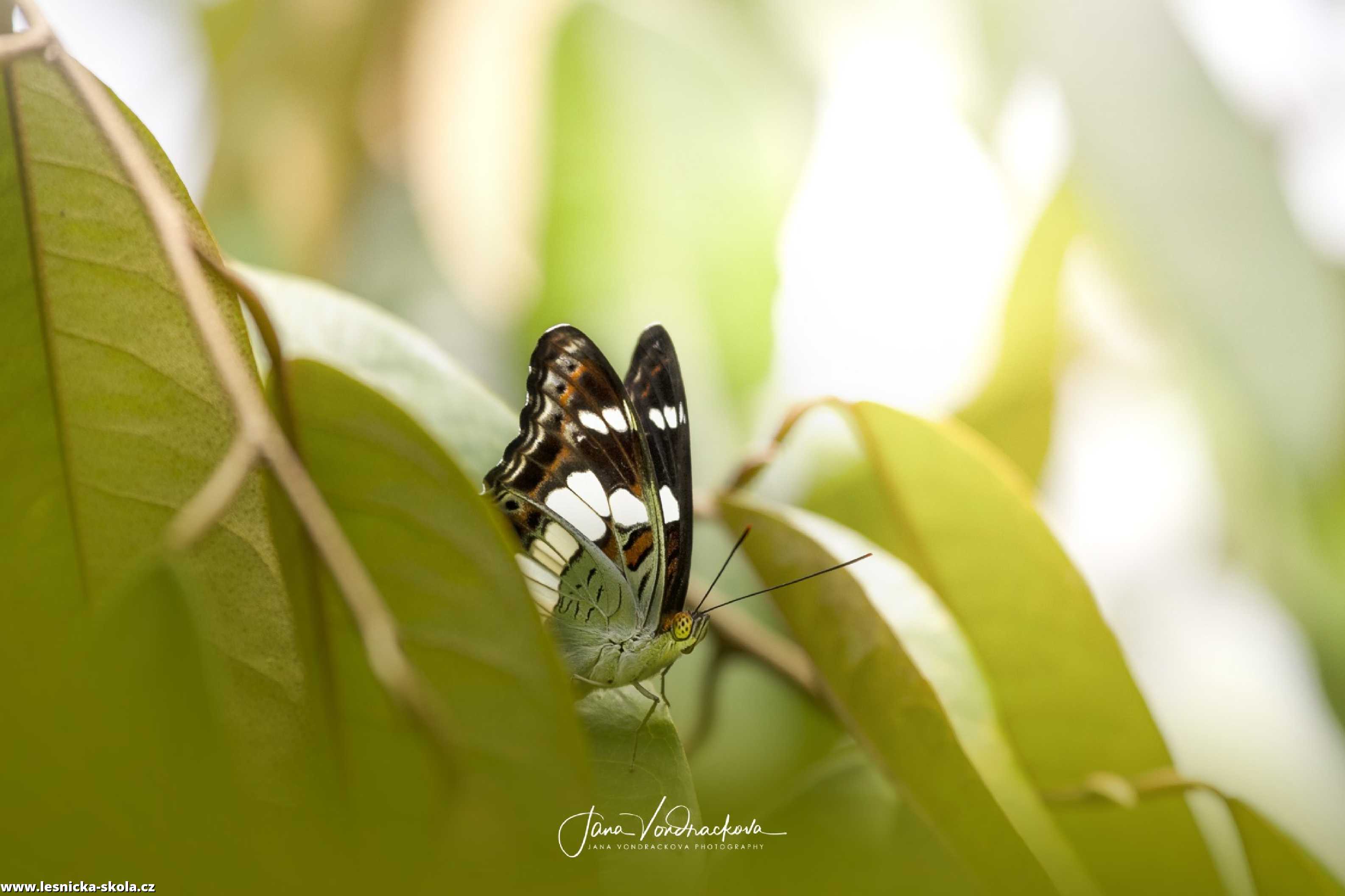 Krása motýlů - Foto Jana Vondráčková 0722