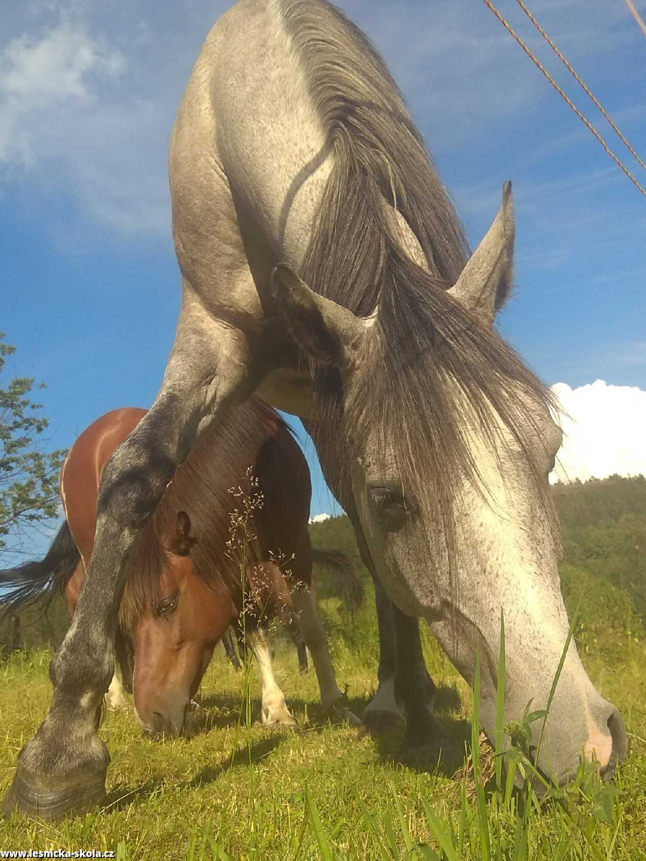 U koní - Foto Adriana Simandlová 1222 (1)