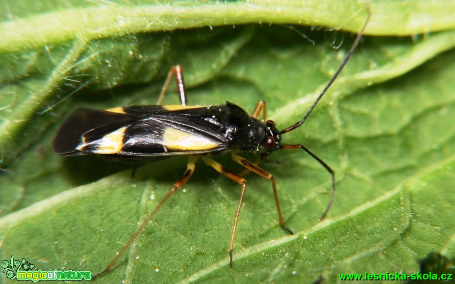 Klopuška - Alloeonotus fulvipes - Foto G. Ritschel