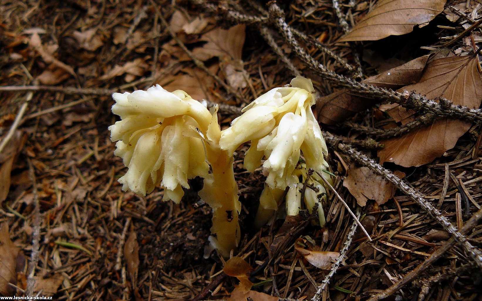 Hnilák smrkový - Monotropa hypopitys - Foto Pavel Stančík 0123