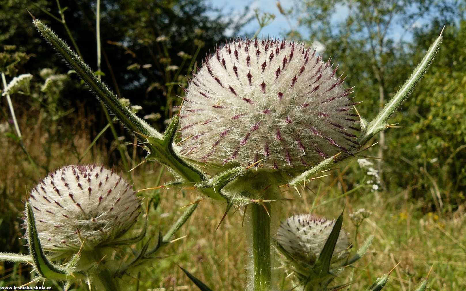 Pcháč bělohlavý - Cirsium eriophorum - Foto Pavel Stančík 0123