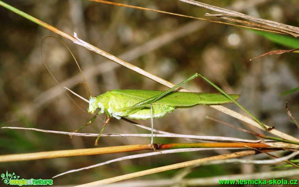 Kobylka - Phaneroptera falcata - Foto G. Ritschel