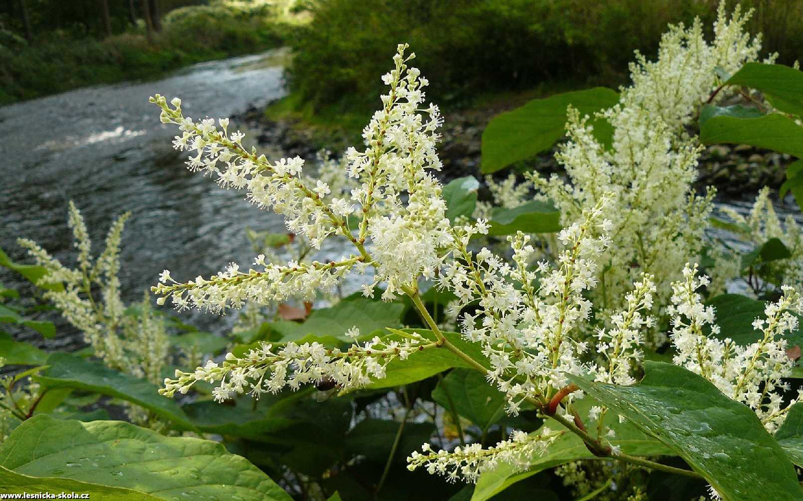 Křídlatka japonská - Reynoutria japonica - Foto Pavel Stančík 0123 (1)