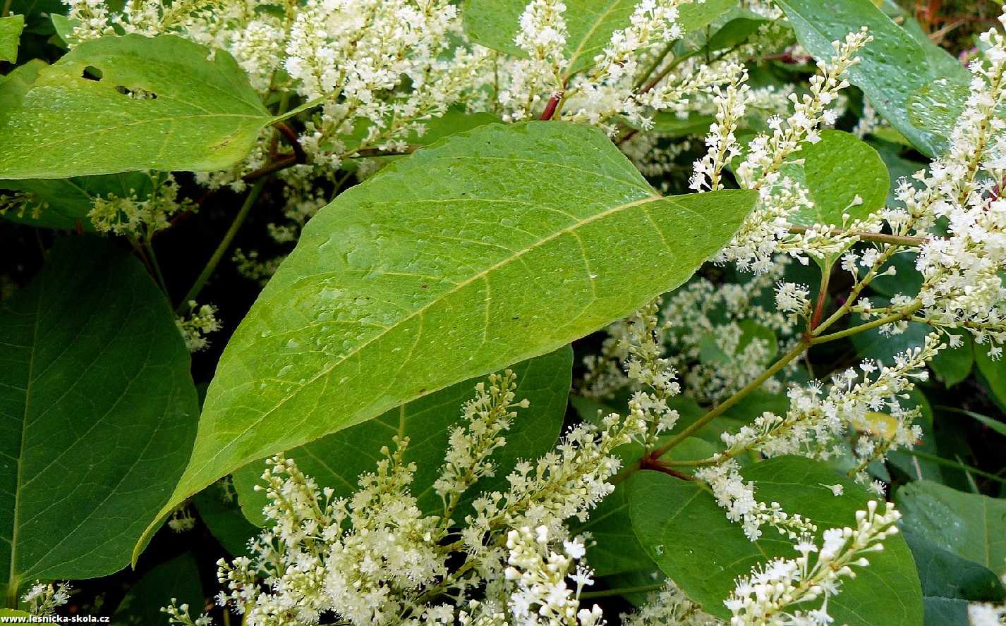 Křídlatka japonská - Reynoutria japonica - Foto Pavel Stančík 0123