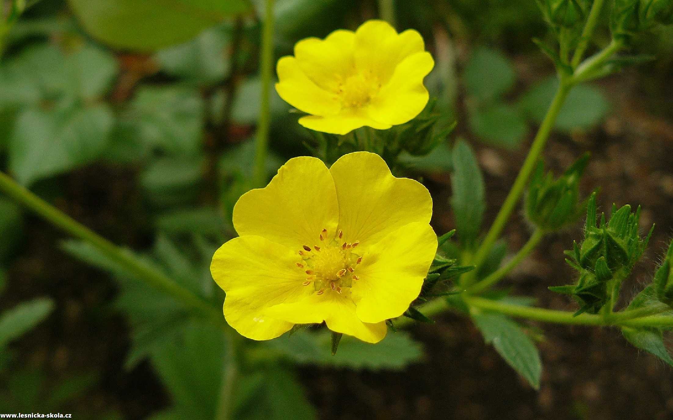 Mochna přímá - Potentilla recta - Foto Pavel Stančík 0123