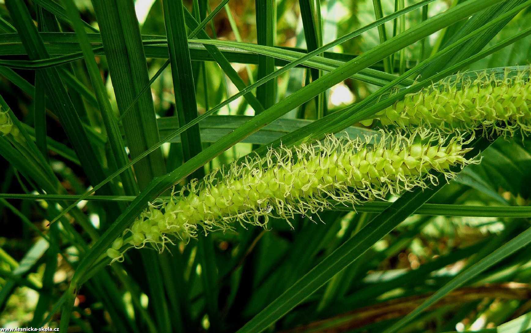 Ostřice zobánkatá - Carex rostrata - Foto Pavel Stančík 0123