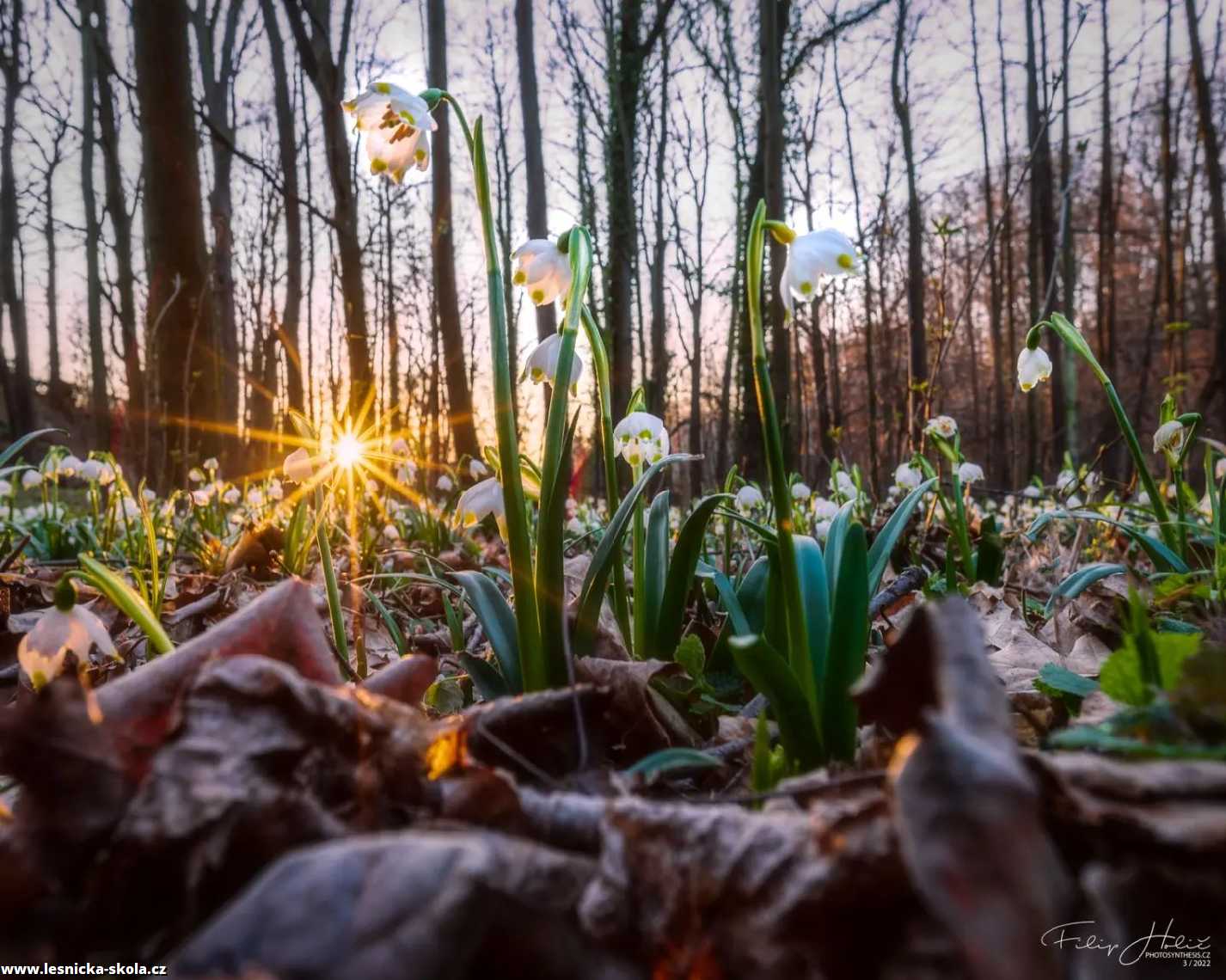 Bledule Jarní - Foto Filip Holič 0522