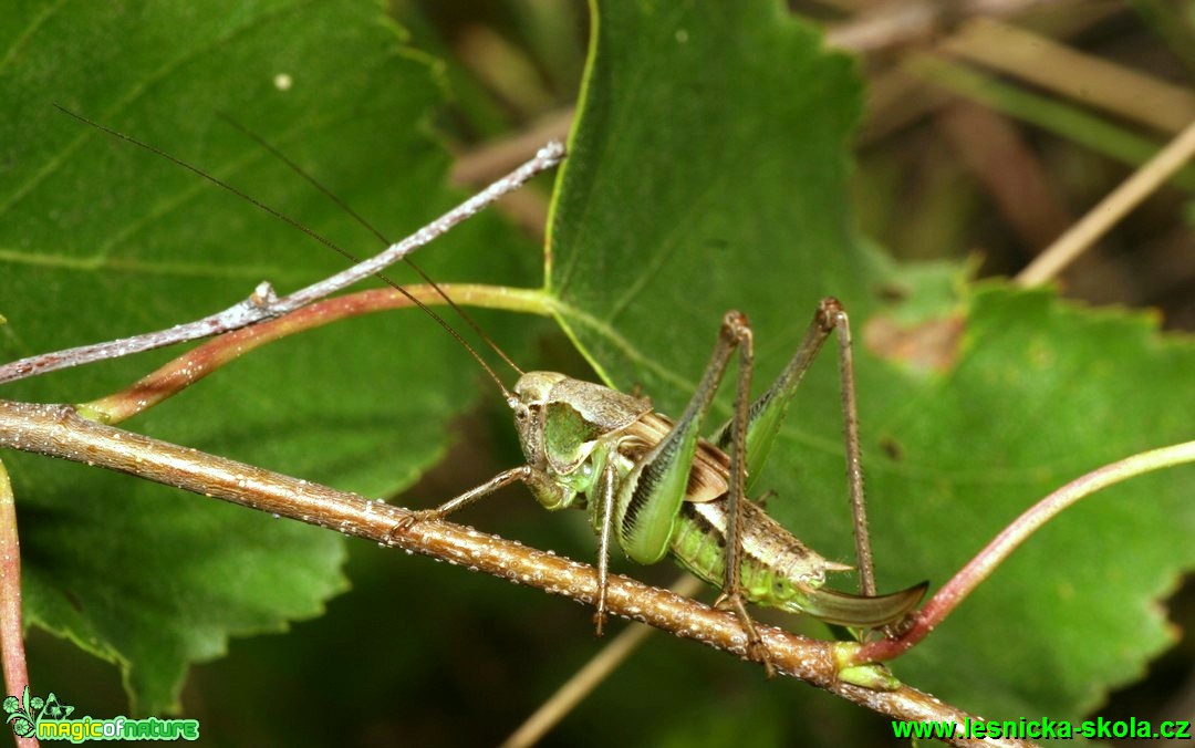 Kobylka - Platycleis albopunctata - Foto G. Ritschel